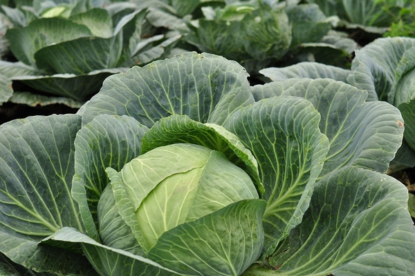 A head of cabbage in a garden.