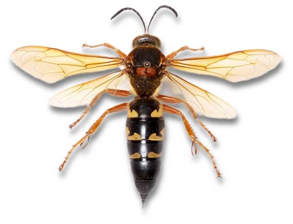 Top view of cicada killer wasp with wings spread.