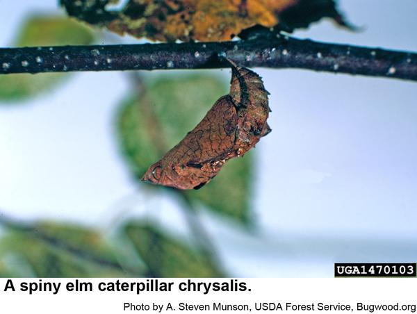 spiny elm caterpillar chrysalis resembles a dead leaf