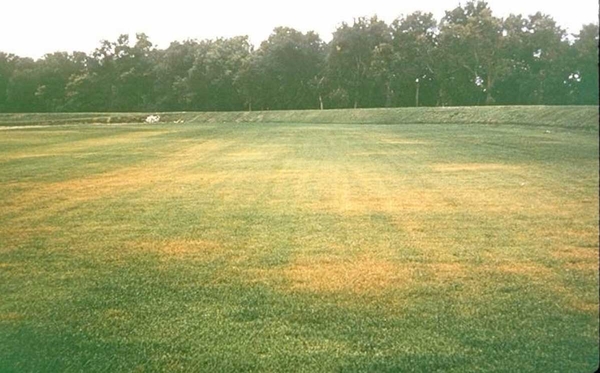 Large, irregularly shaped yellow patches spread throughout turf.
