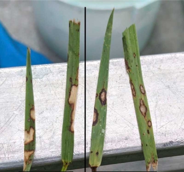 Two blades of grass on left have irregularly shaped tan blotches outlined in brown. Two blades of grass on right have round and oblong tan blotches outlined in brown.