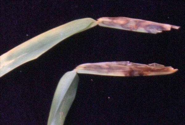 Close-up of burned-looking discoloration on leaf sheaths.