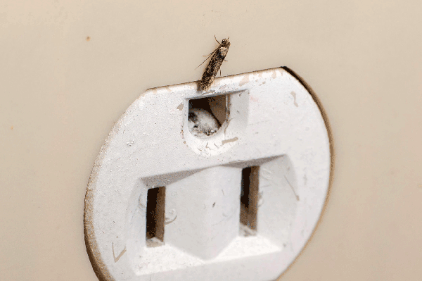 Adult moth crawling above electrical outlet