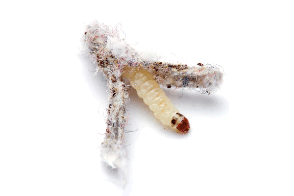 Cream colored caterpillar with brownish head in split case