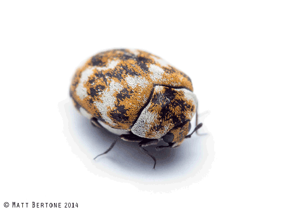 Enlarged round beetle with black, white and rust splotches