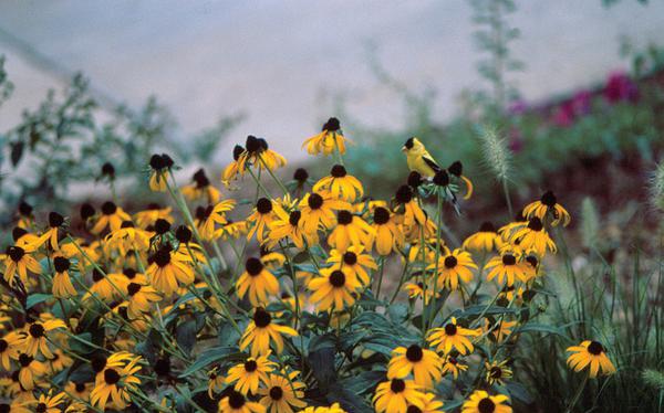 Landscaping For Wildlife With Native Plants Nc State Extension Publications