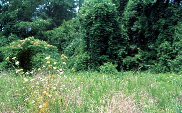 South Carolina Native Plant Society - In South Carolina, some of our keystone  species include native oaks and native cherries. These native plants are  host to many types of caterpillars that nourish