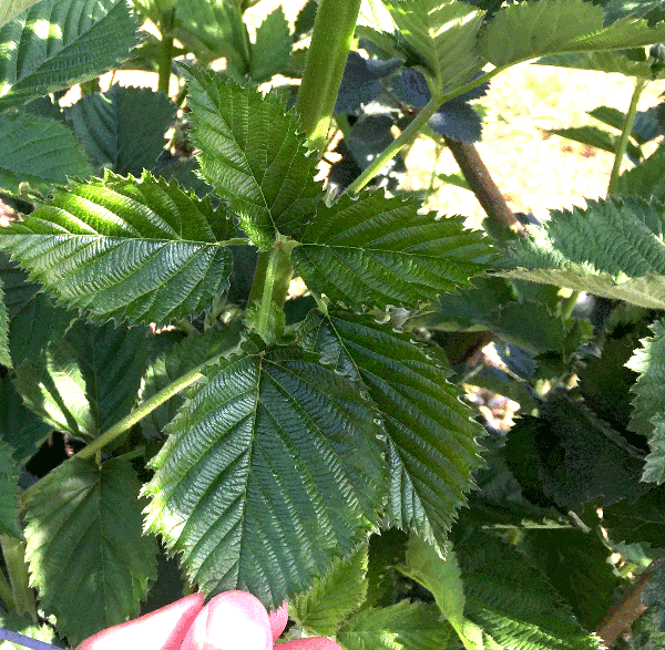 Primocane leaves with five leaflets on blackberries.