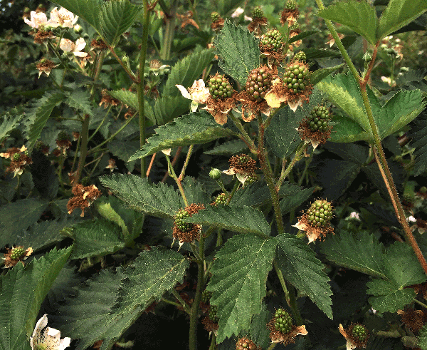 Floricane leaves with three leaflets and green berries.