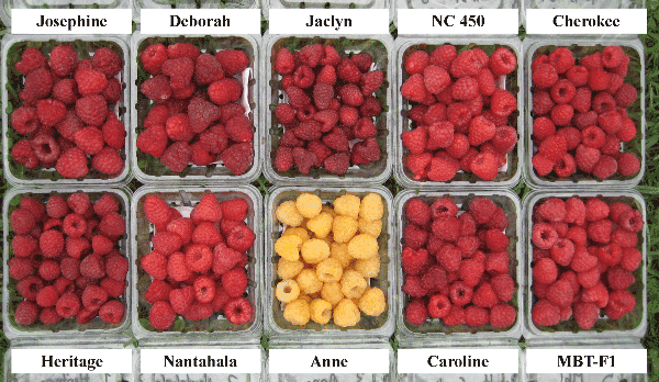 Different raspberry varieties displaying a range of fruit colors from dark red to yellow.