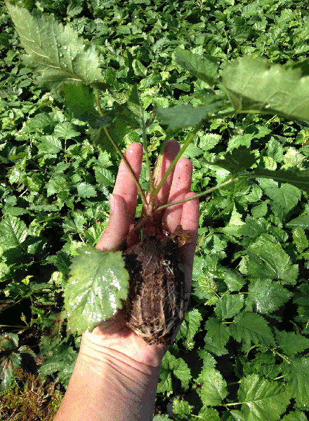 A hand holds a plant with a compact, palm-size root plug.