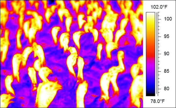 Infrared image of a group of turkeys, with warmer areas appearing yellow and white, and cooler areas appearing red-purple. A temperature scale from 78°F to 102°F is shown.