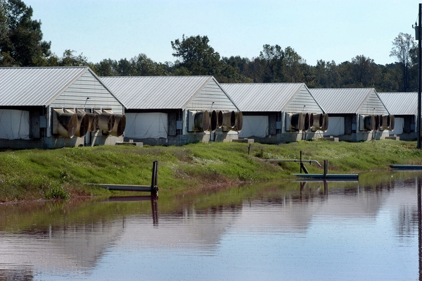 Waste lagoon and hog houses on a farm outside of Kinston.