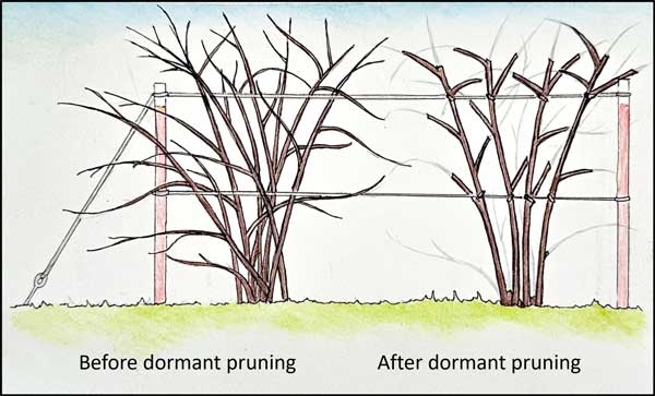 Thumbnail image for Blackberry Pruning: A Practical Guide