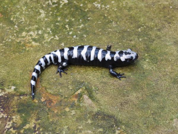Photo of male marbled salamander