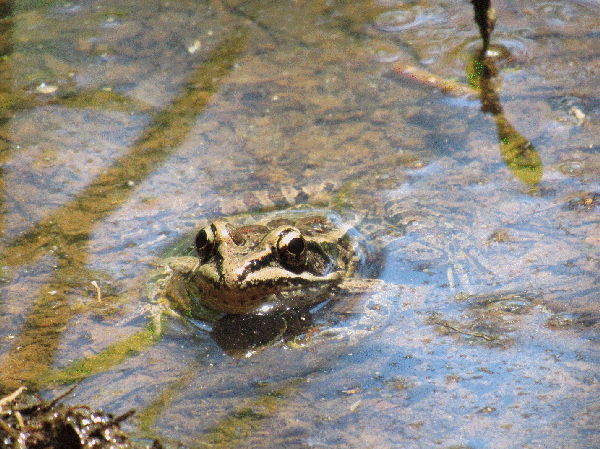 photo of a pickerel frog in shallow pool.