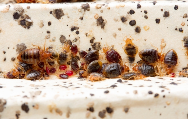 Tips for Preventing the Spread of Bed Bugs