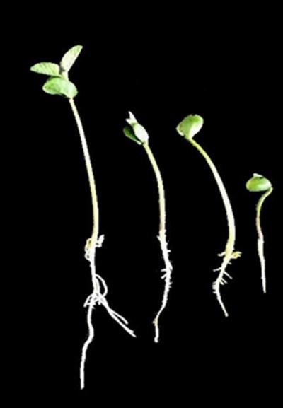Progressively stunted soybean seedlings