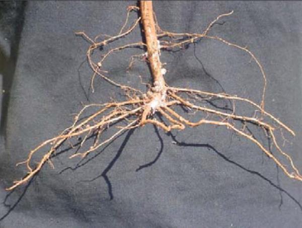 Bare roots with poor nodulation
