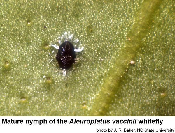 Aleuroplatus vaccinii nymph