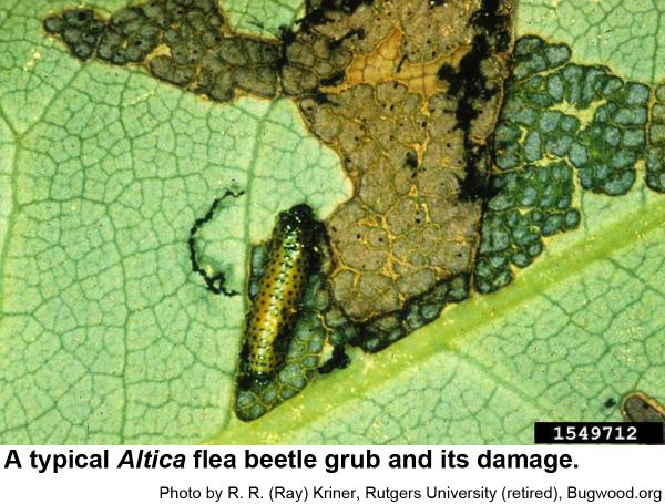Flea beetle grub