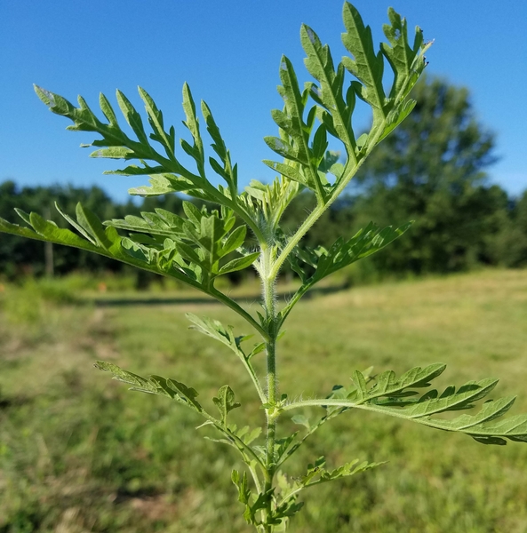 ragweed with opposite leaves, and hairy stem