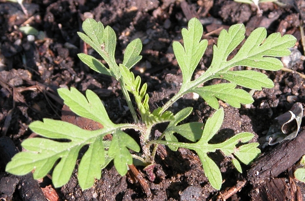 seedling ragweed with opposite, deeply lobed leaves