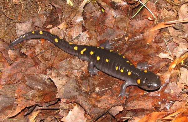 Photo of spotted salamander