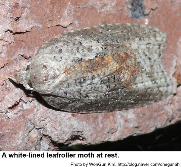 Thumbnail image for White-lined Leafroller