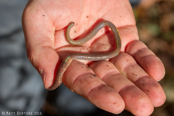 A jumping worm in hand showing the iridescent sheen