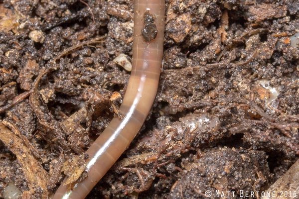 Close-up of a jumping worm, showing the pale saddle