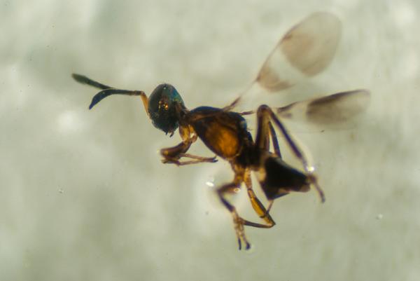 Anastatus reduvii (parasitic wasp).