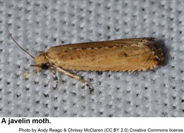 Photo of a javelin moth