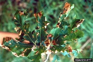 Oak leaves with brown splotches and curling.