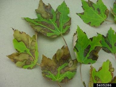 Maple leaves with brown splotches along veins