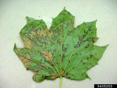Maple leaves with brown splotches