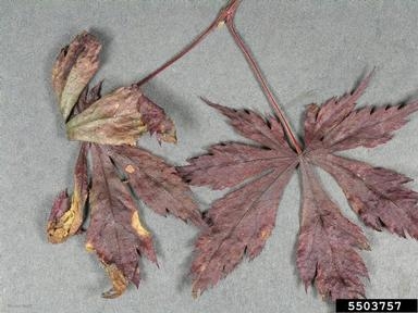 maroon leaves with brown splotches