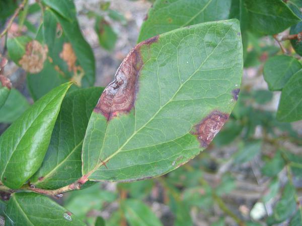 Anthracnose leaf spot at leaf margin