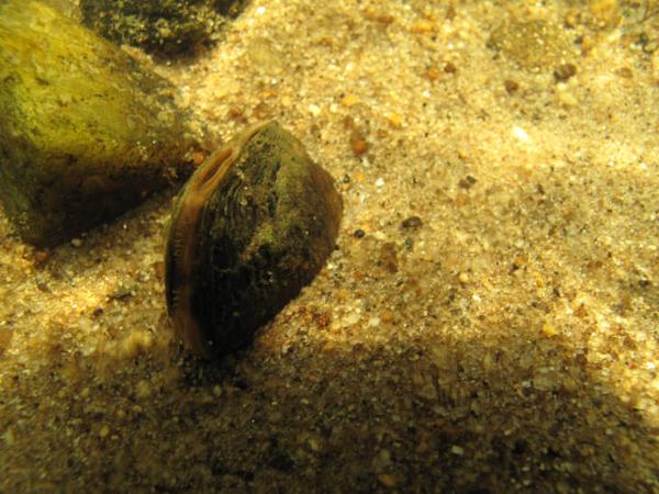 photo of elk toe freshwater mussel