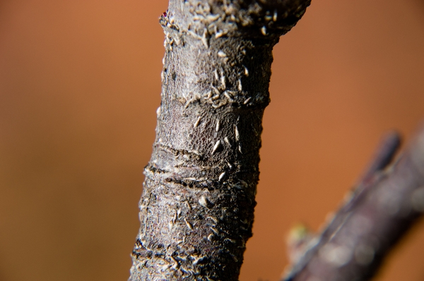Oystershell scale on apple branch.