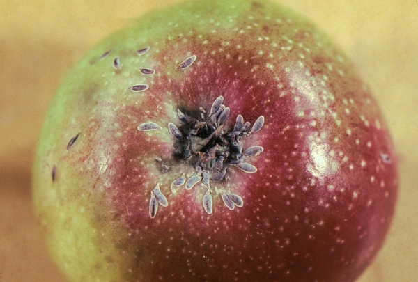 Oystershell scale on Rome apple.