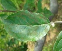 Leaf with brown splotches