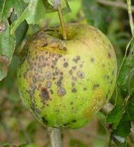 Green apple with brown spots