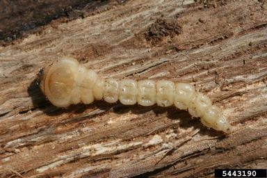 Cream color larva with a wide head