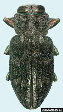 Metallic beetle with short antennae and wing covers closed tightly