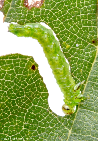 A green larva on a leaf.