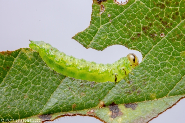 A green caterpillar-like insect secured to and feeding on a leaf.