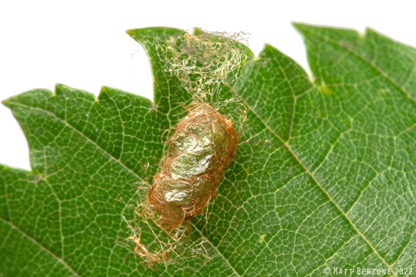 A brown and green web-like capsule is attached to a leaf.