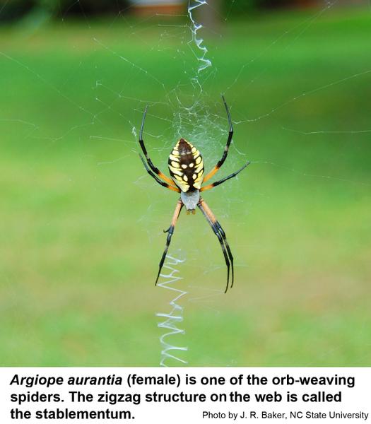 Female orb-weaving spider with zigzag structure on the web called the stablementum