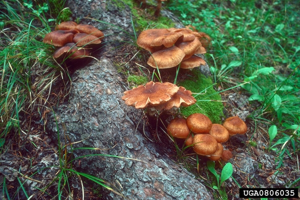 Orange mushrooms near roots of tree